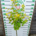 Javor širasavov (Acer shirasawanum) ´JORDAN´ výška 110-120 cm, kont. C4L  - NA KMIENKU